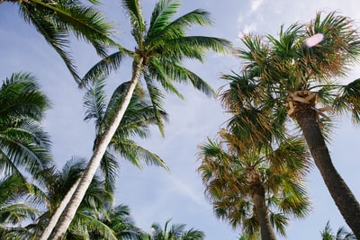 椰子树和风扇棕榈树多云的天空下
